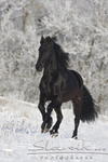 Friese